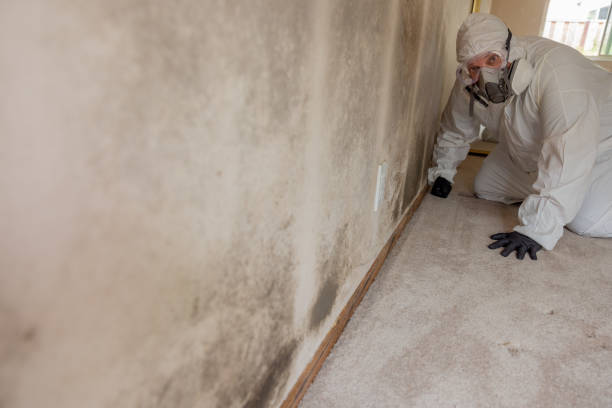 Mold Documentation for Insurance Claims in Morris Plains, NJ